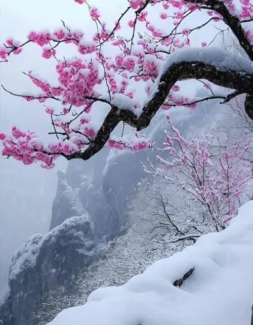 小重山–贺新岁

文/一寒
腊雪初消春信归。红炉温旧酒，絮轻飞。满堂笑语漏声随。