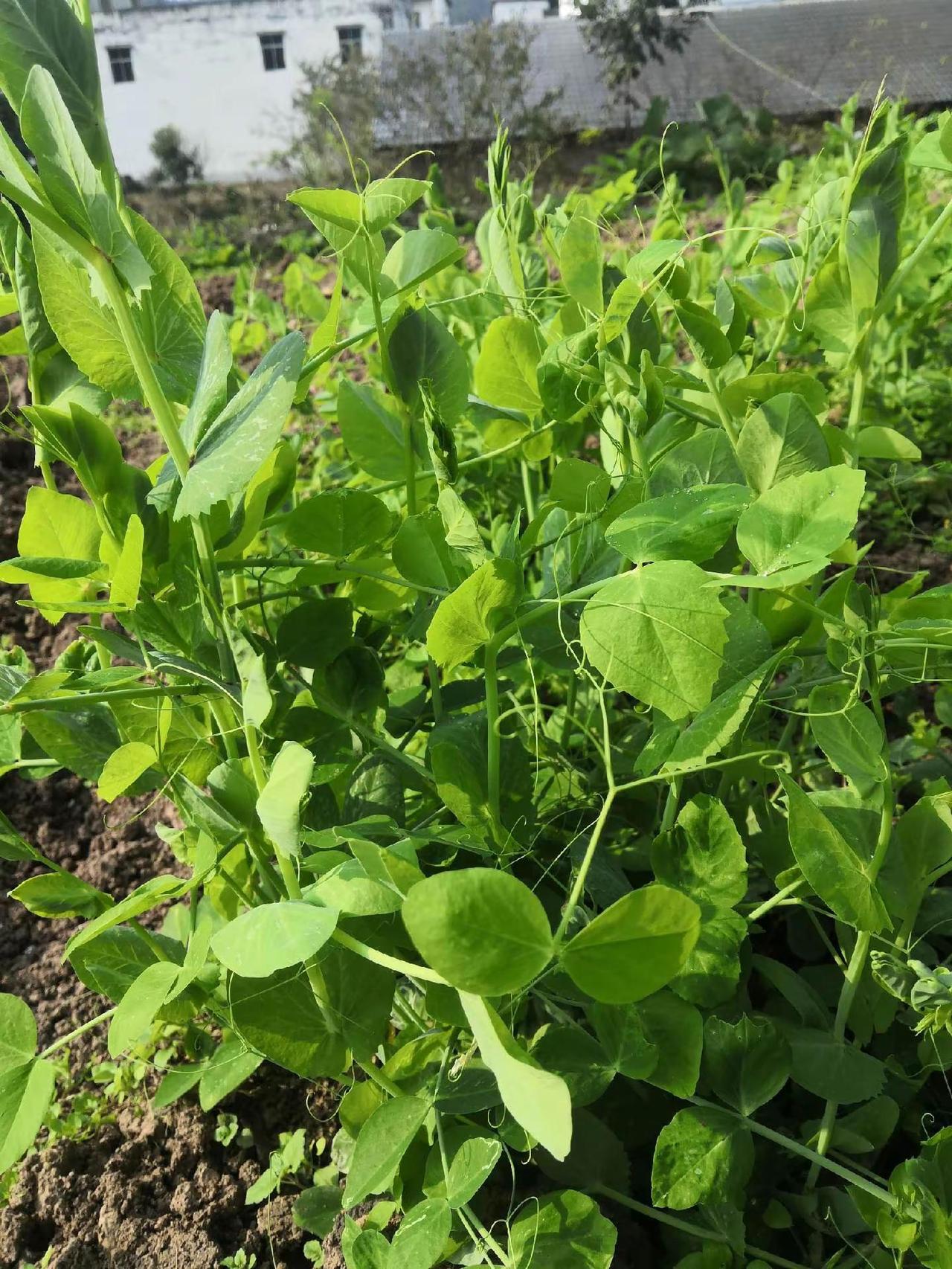 当地农村，日常生活 我的农村生活 农村生活日常 农村生活记录