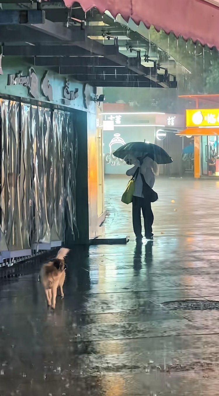 别看小狗走的很快 其实它根本不知道去哪里 它们在同一场雨相遇 却有着不同的归宿 