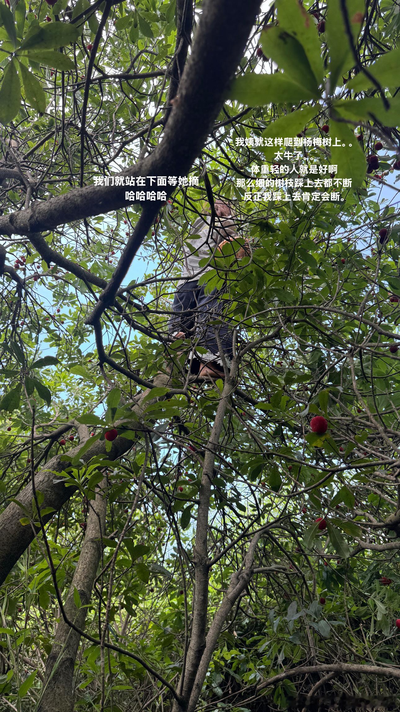刘小小摘杨梅 