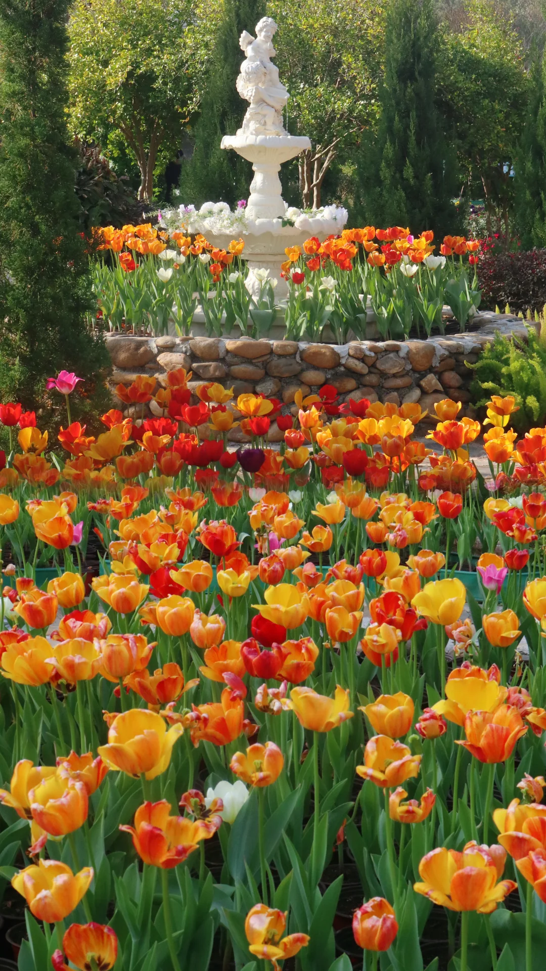 梅州的！梅州的！郁金香花海替你们看过了！