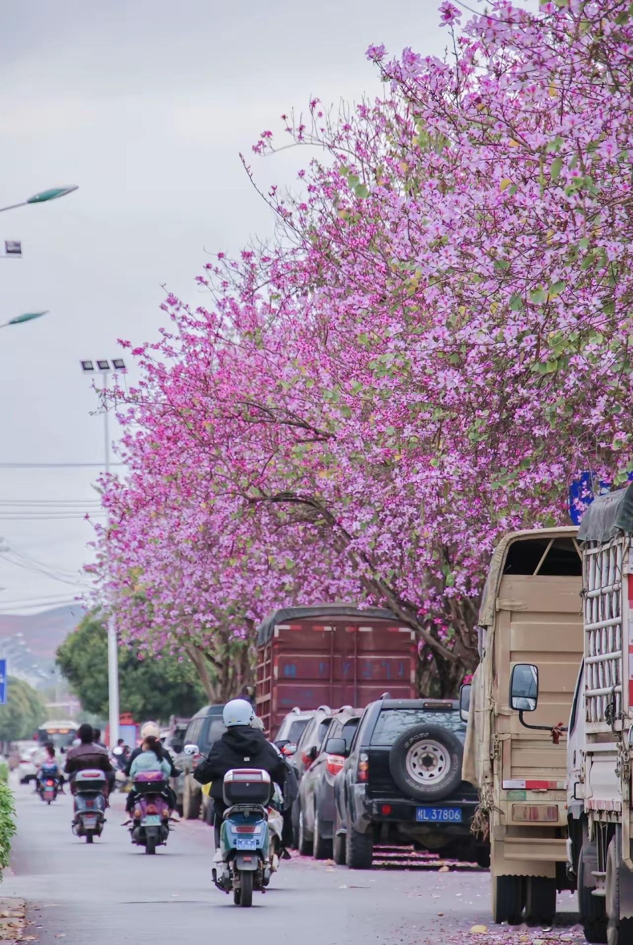 3月份柳州的街头巷尾，你若出门就会看到如图片里的美景。
    紫荆花开，高高的