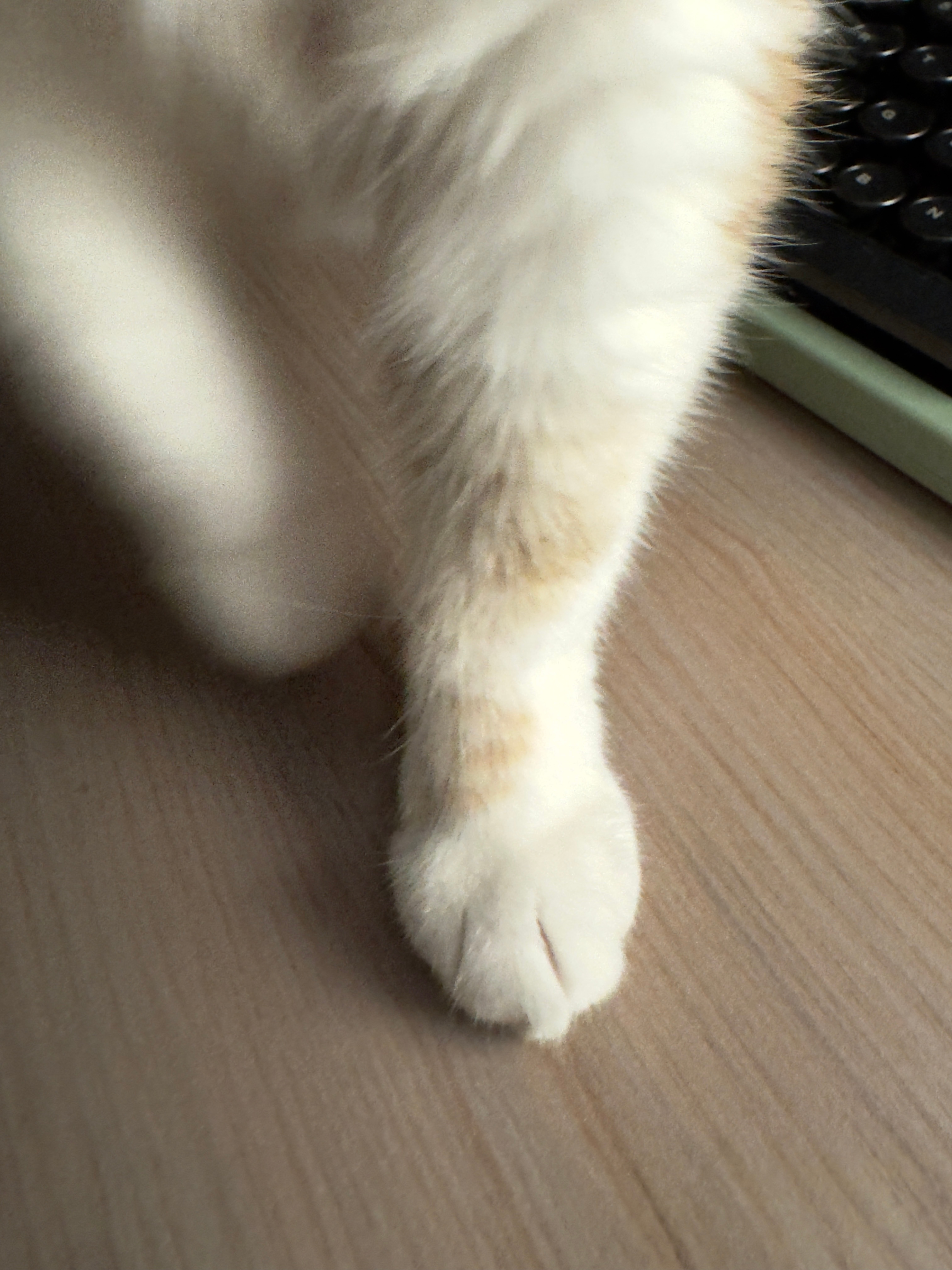 其实我是三花美洲狮 