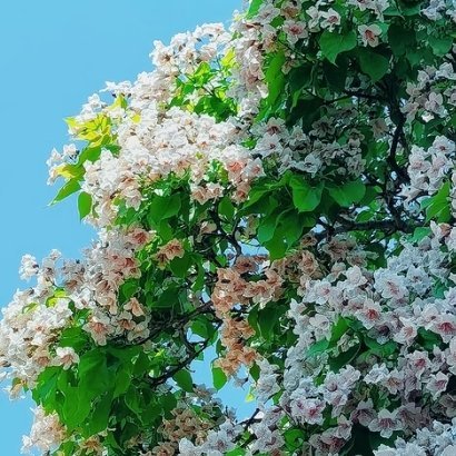 每日一善‎每日一善 淡辉夕颜，美颜如玉，我踏山临水，追寻你一世光辉 