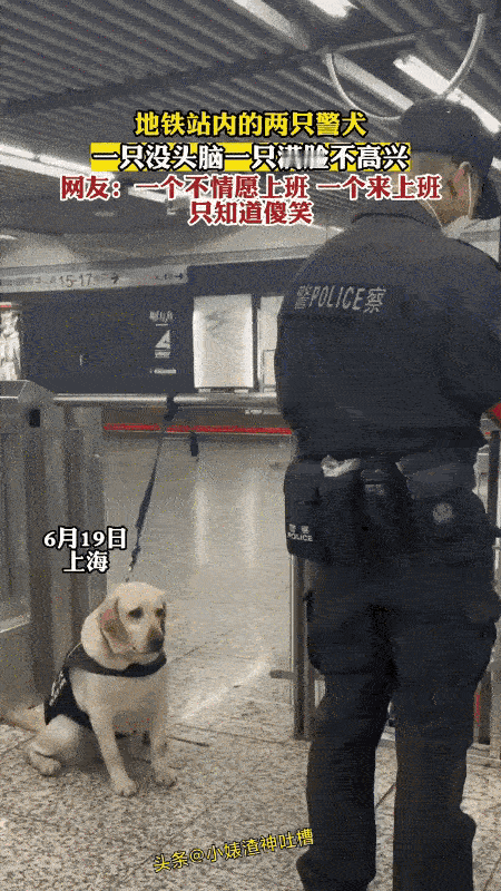 两只警犬，一个不情愿上班，一个上班只知道傻笑