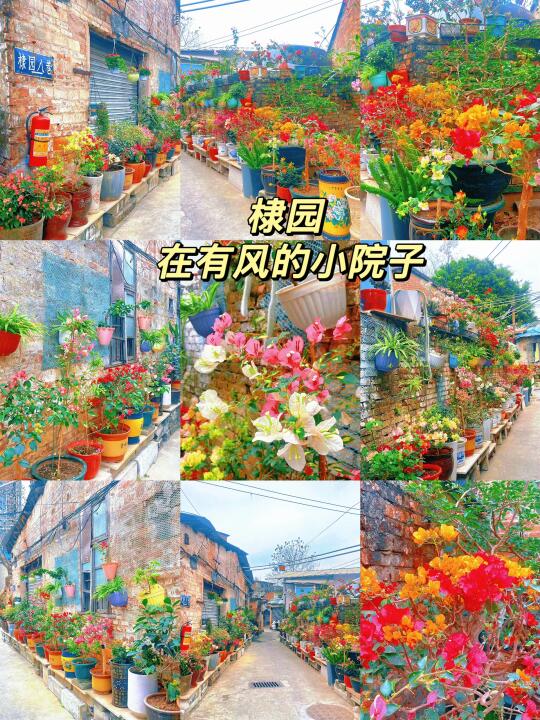 去有风的小院子！藏在广州老社区里面～太美了