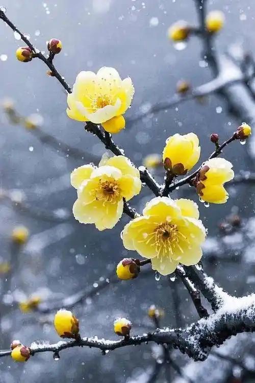 下联：雪浸腊梅满枝芳。

（图片来自网络）