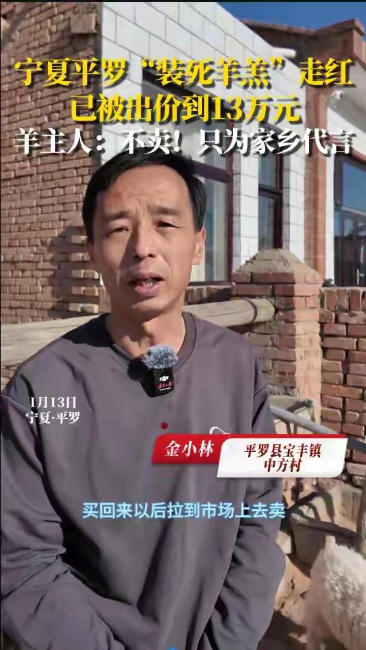 宁夏平罗“影帝羊”装死爆红！13万天价求购遭拒，主人一句话让全网泪目：它是咱家乡