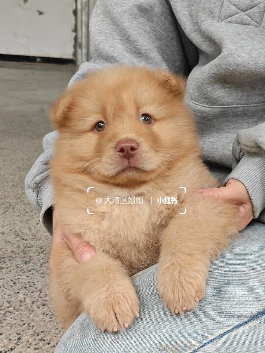 粉鼻子黄土松弟弟温顺听话可爱有ee喜欢吗？