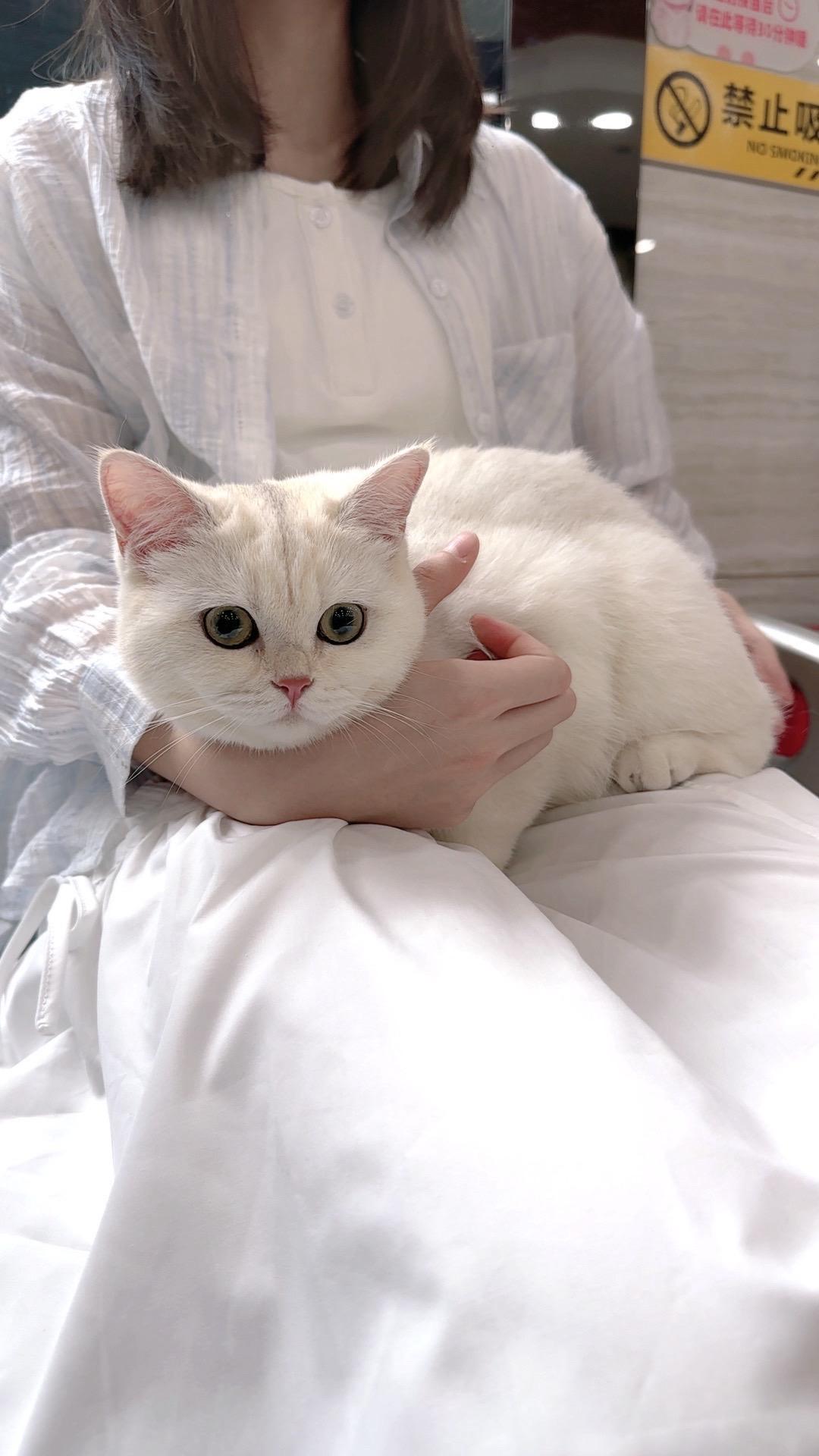 先生和女儿坚持要养的猫咪～其实都是我在养～哈哈哈今天带“财宝”打第二针...