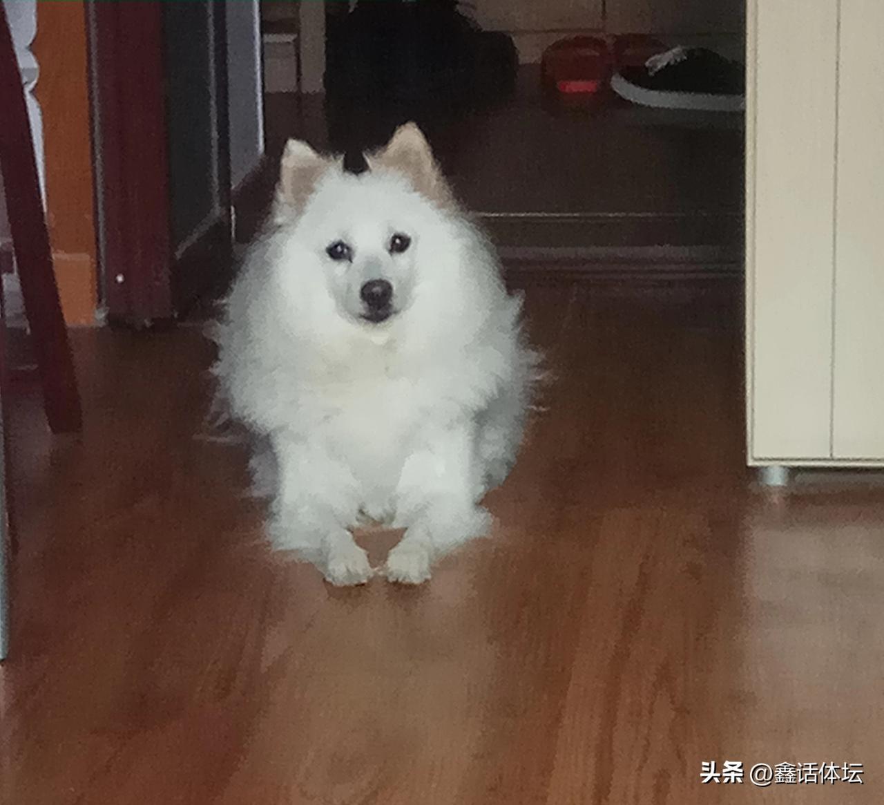 陪伴了17年的爱犬离开了我们
搞得心情一直不是很舒服
也提不起精神写稿子
不知不