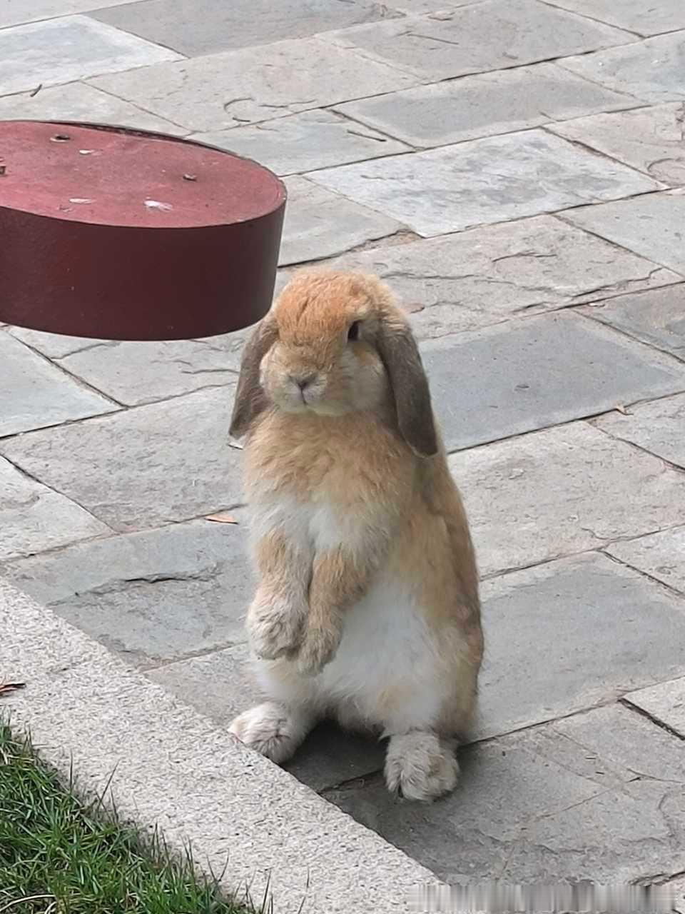 13716🐇【】起立 