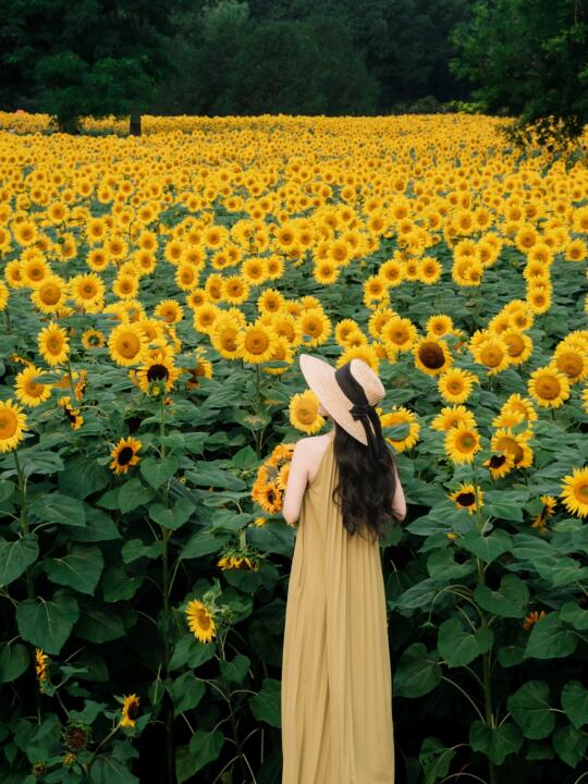 🌸 ‌北京花海6月花期时间速查 | 2025版