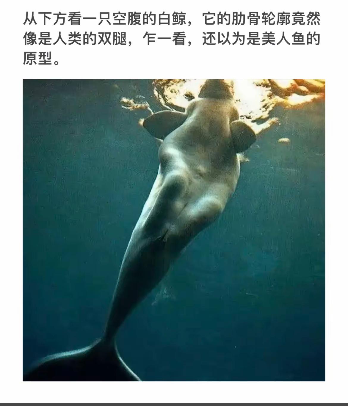 惊艳的水下世界，仿佛美人鱼的化身！