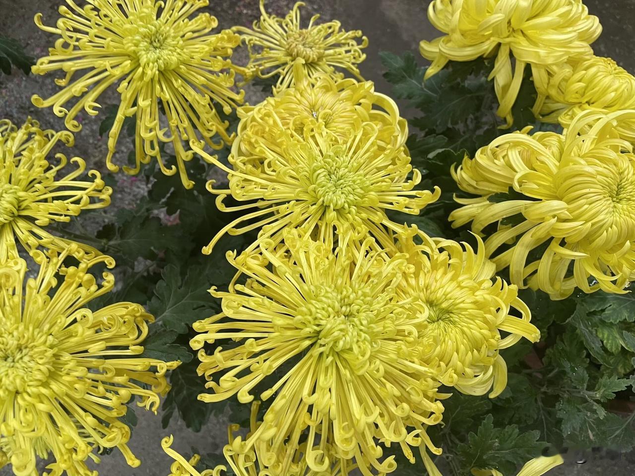 【七绝•秋菊】
翠绿丛中黄绣球，
千枝落帽笑悠悠。
秋风故意荣芳扰，
却换而今好