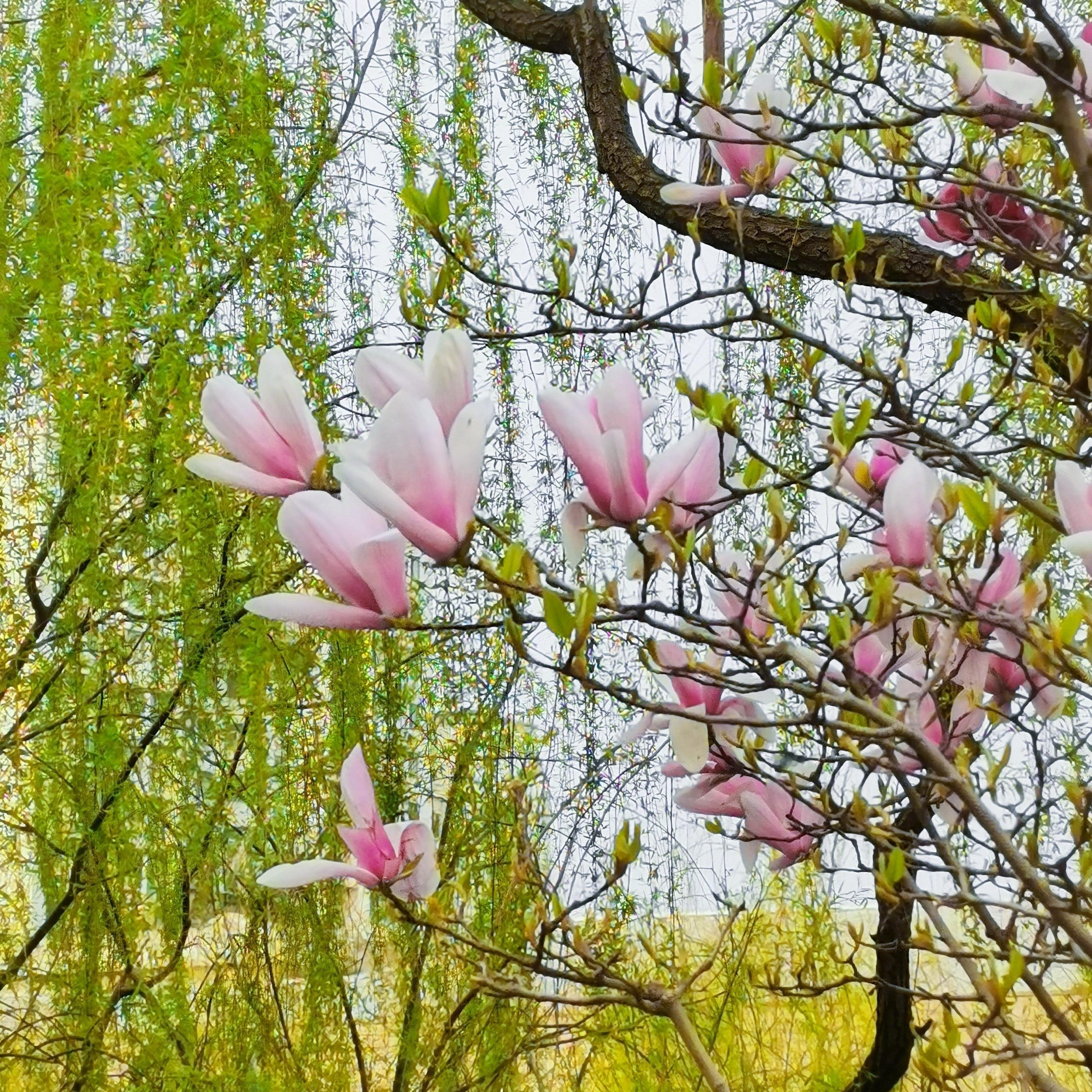 北京的春之美  摄于公安大学木樨地校区河边摄影 ​​​