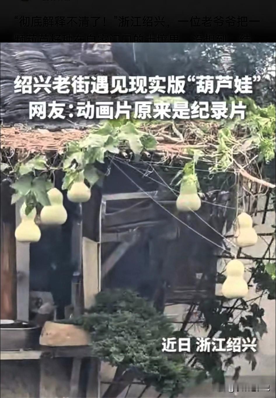 现实版葫芦娃成真了！浙江绍兴一位老爷爷，在家门口种下一颗葫芦籽，居然结出整整七个