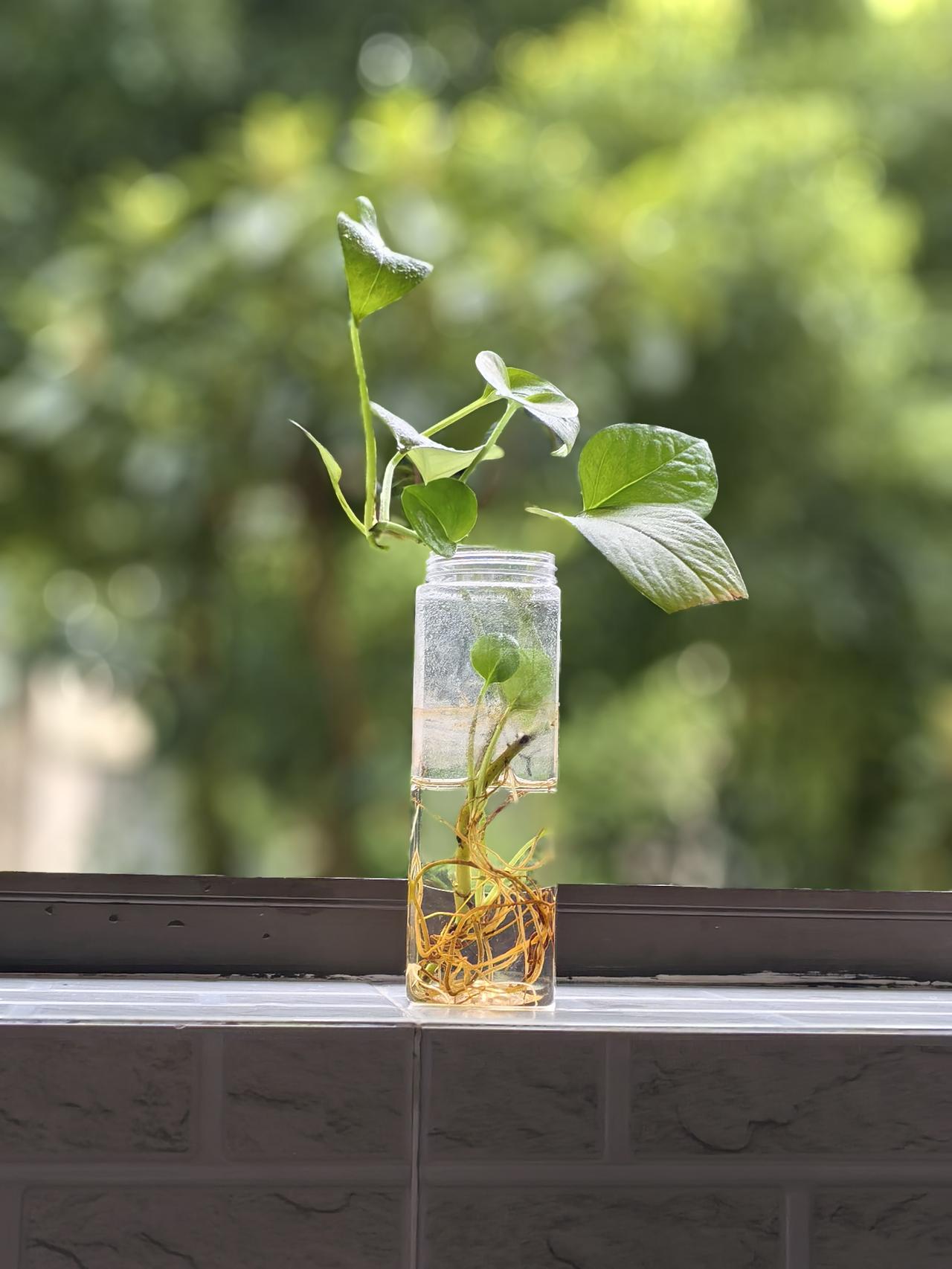 盛夏的燥热，
被绿萝的叶子轻轻接住了。