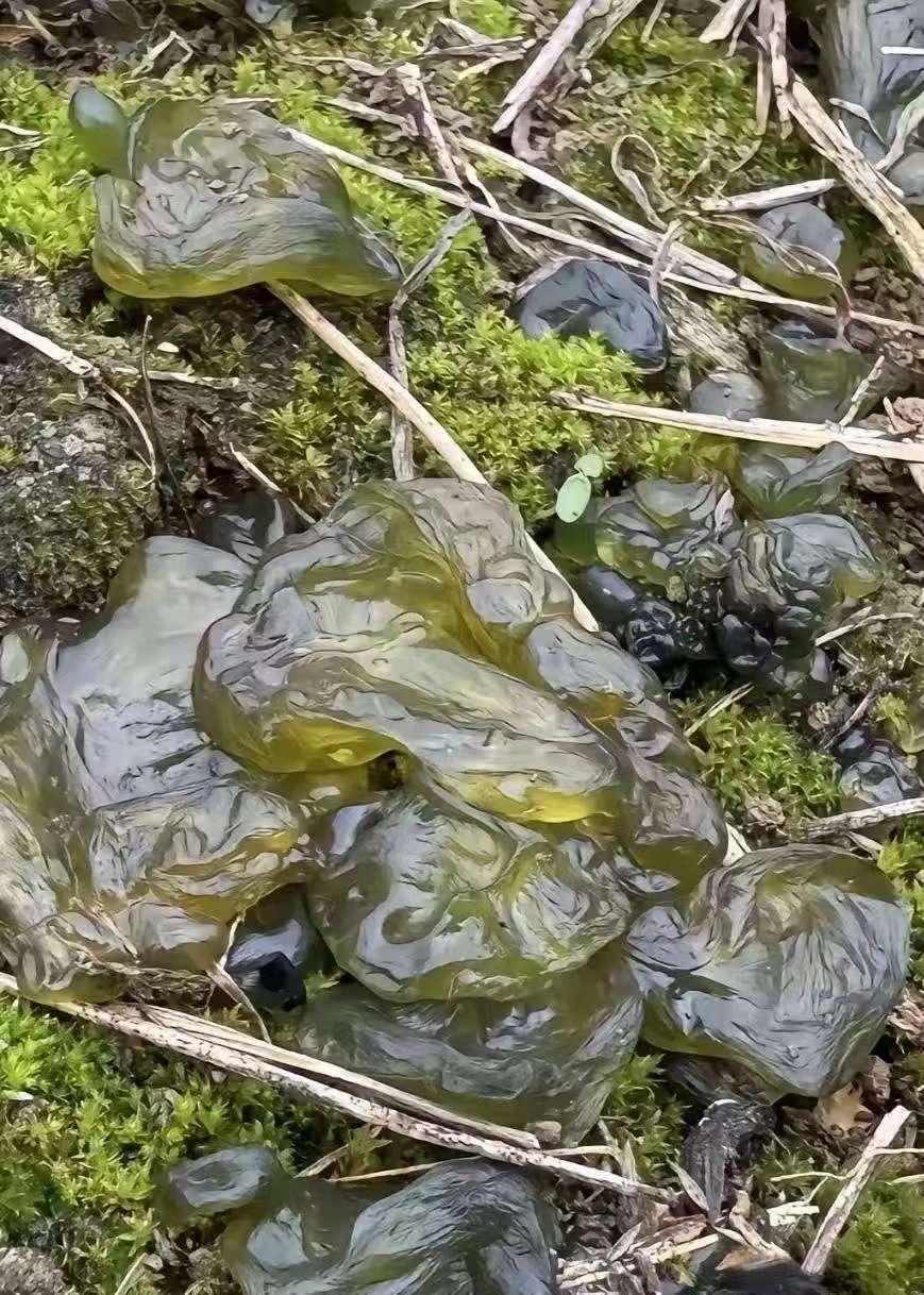 这个玩意儿各地方方言叫法都不一样，有的地方叫野木耳，有的叫地皮菜，有的叫地米皮，