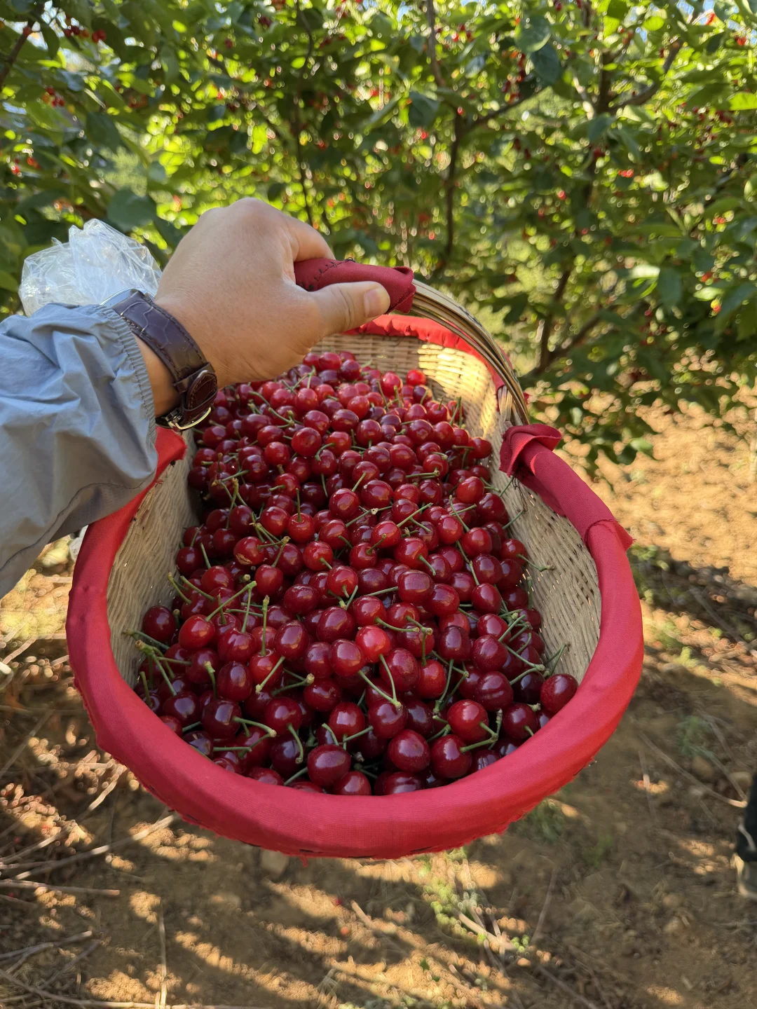 我若拿出这一筐小樱桃，你打算拿什么跟我换