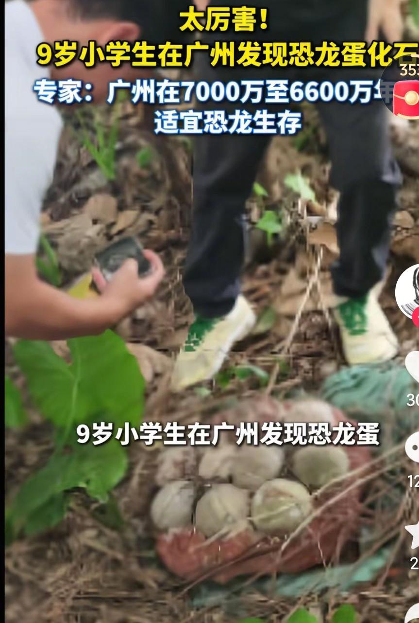 广州9岁小学生在绿化带发现了恐龙蛋化石，这小朋友的运气也太好了吧，在绿化带都能发
