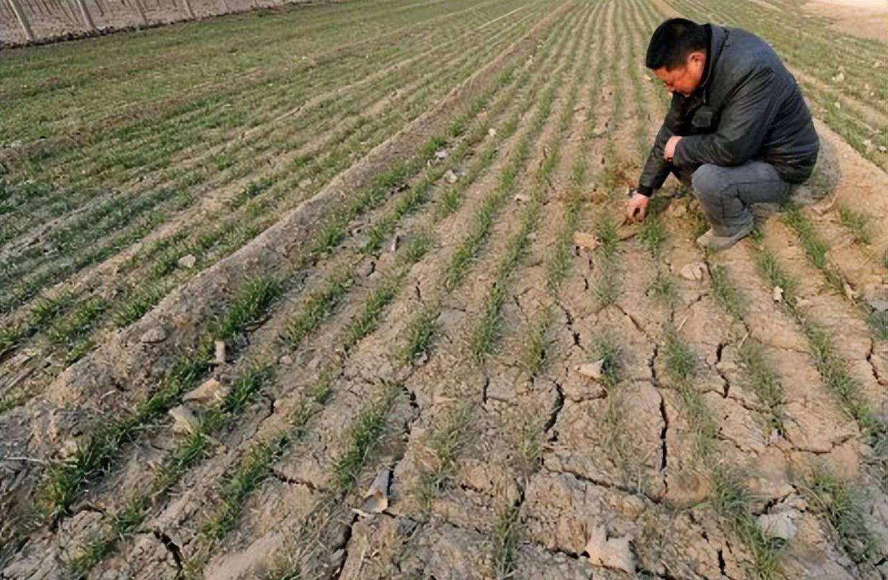 夏旱秋涝！今年天气太反常，农民遭遇双重暴击

“夏天没旱死的庄稼，没想到要在秋天