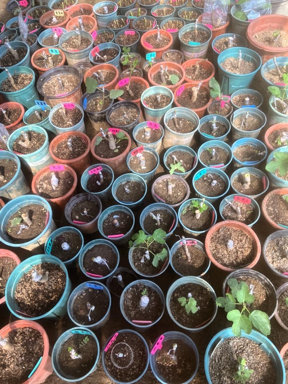 养无花果真的是越养越上头，最开始随手入了两三盆，不知不觉就扩到三十多盆，现在家里