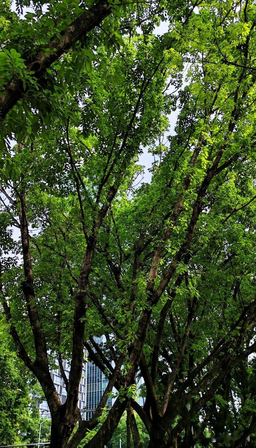 美国是彻头彻尾的强盗，而巴基斯坦是油头粉面菜蛋。
美国和巴基斯坦的关系就是互相利