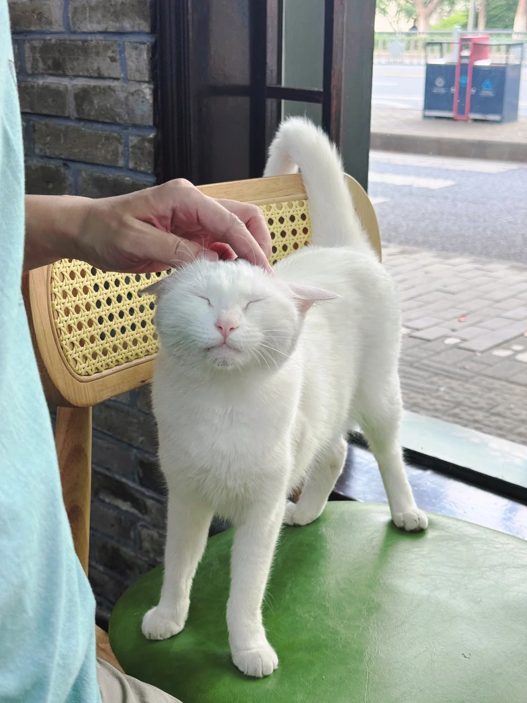 建议每家餐厅都养一只招财猫