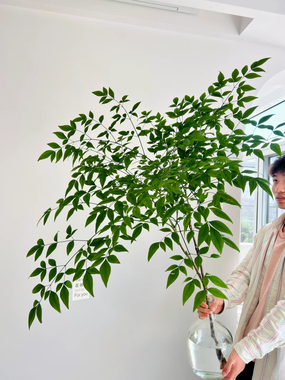 挖到宝啦！！！马醉木平替，20几块室内小森林🌿