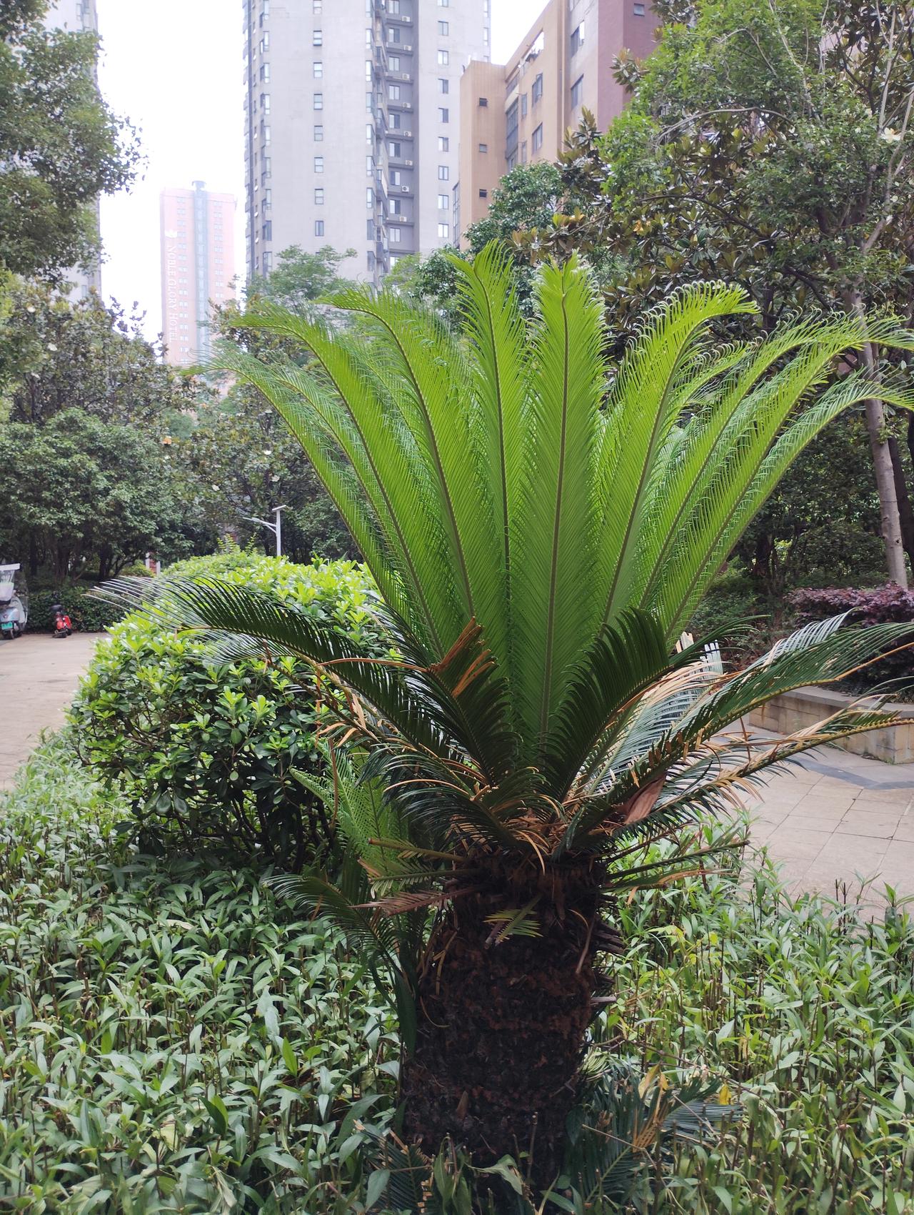 实实在在做人，你后悔吗实实在在做人我不后悔，虽然有时会遇到不顺和磕碰，但却活得坦