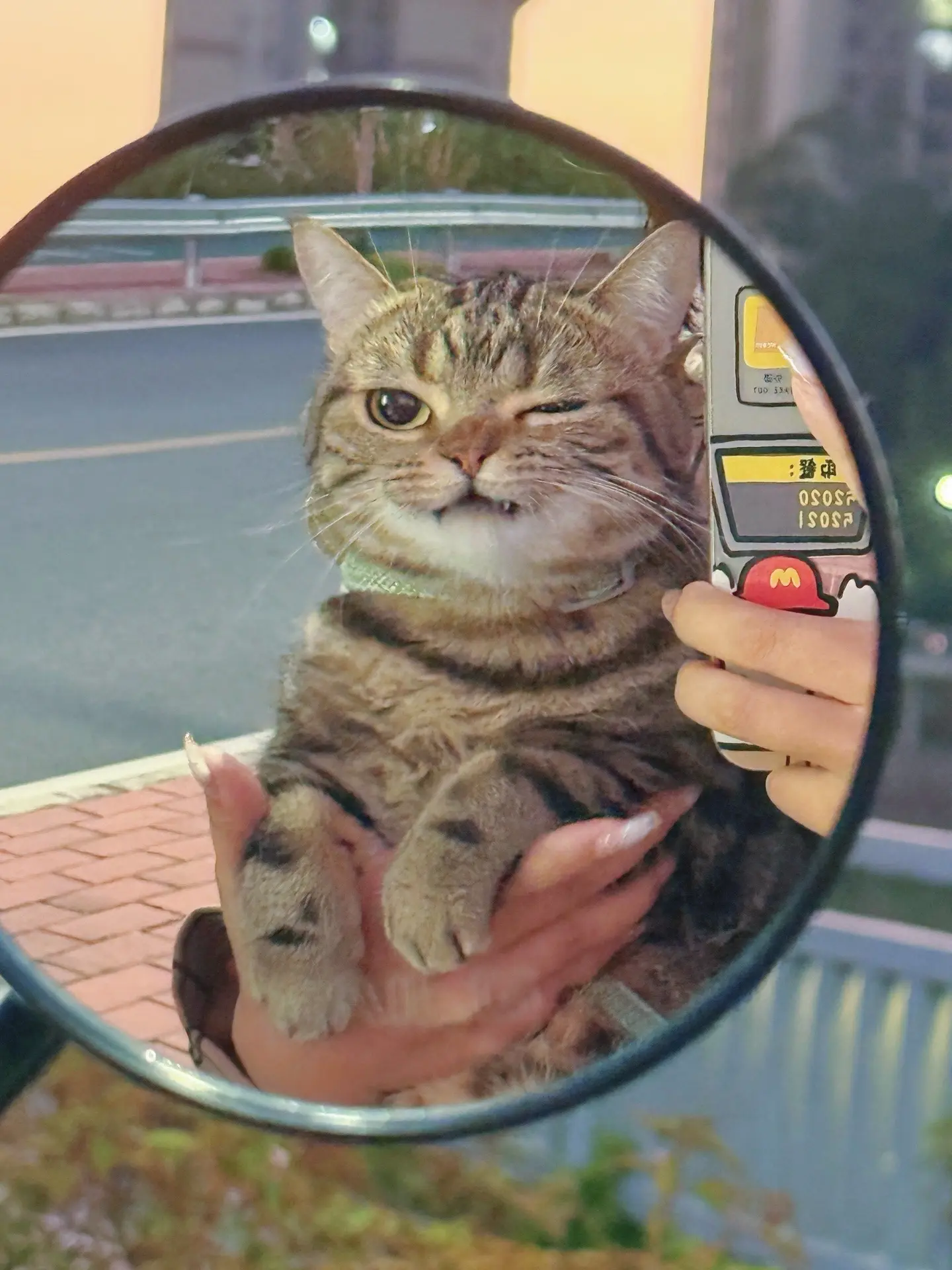 偶遇小猫咪赶紧拍几张照片。然后带回家