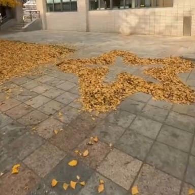 高校保洁阿姨用银杏叶打造校园童话世界的故事令人感动又温暖。她用细心和创意，将秋天