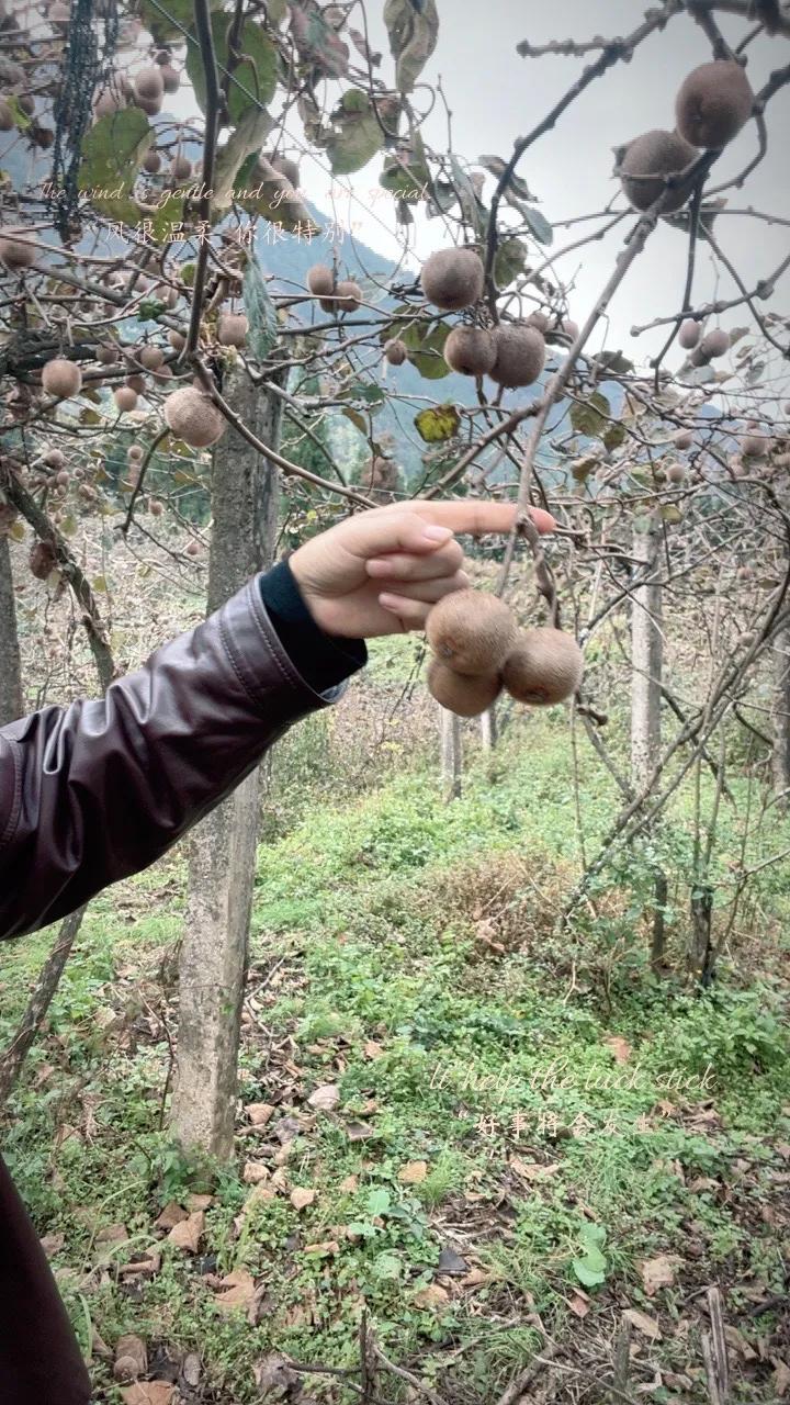 #上联：秋风初起送爽气，诚邀下联#
冬雪有心覆草衰