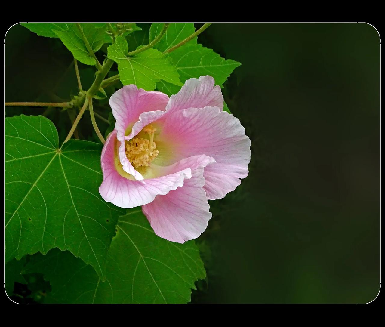 《散步闲拍》
天气像过山车似的，几天前是夏天，现在好像是深秋了。清清凉凉的天气太