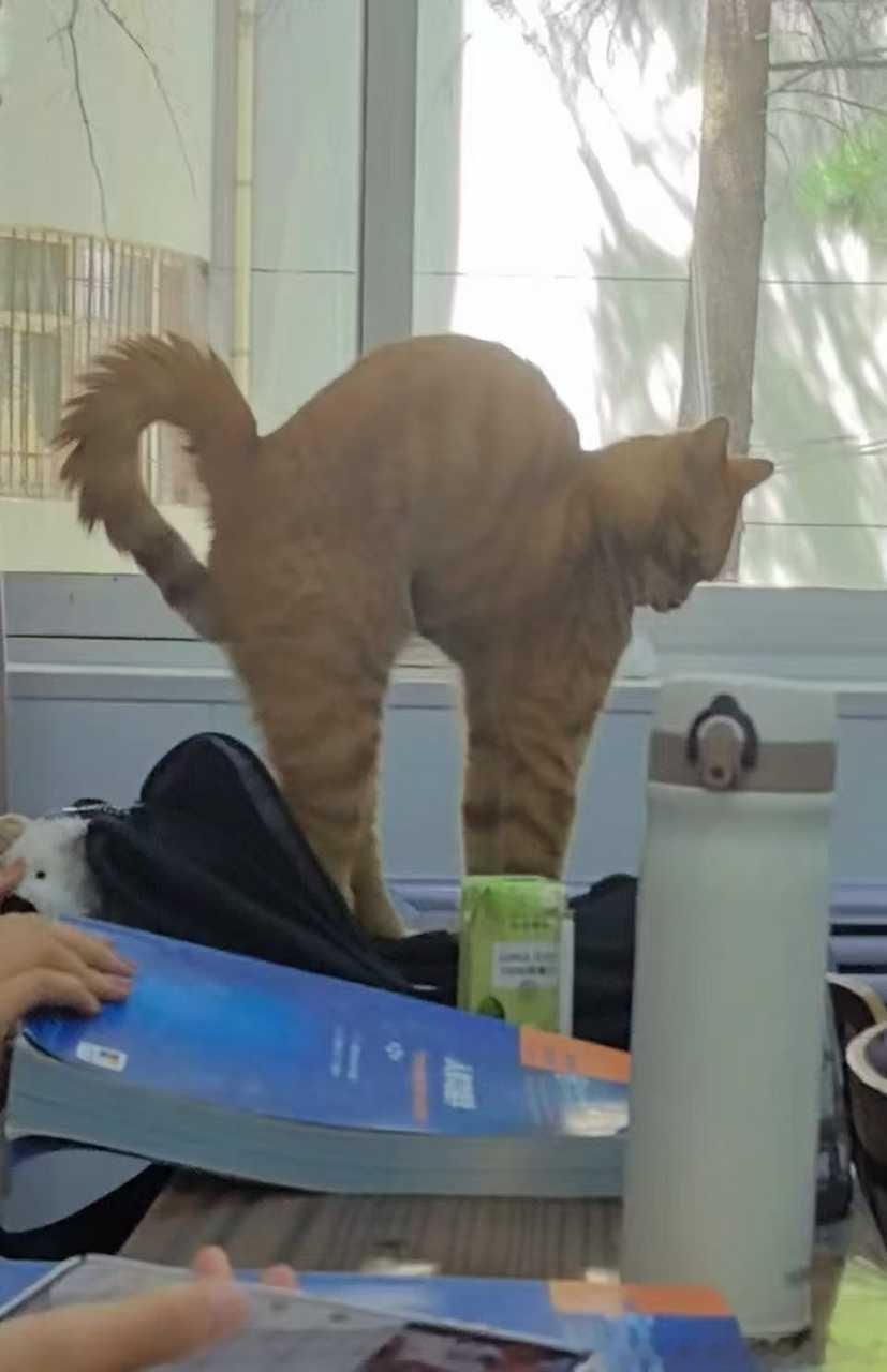 50485【丑猫】朋友学校里的邪恶焦黄牛角包 