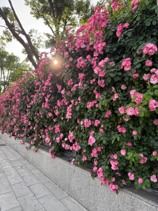 4.18实拍！人少绝美的2处蔷薇花墙！花开爆