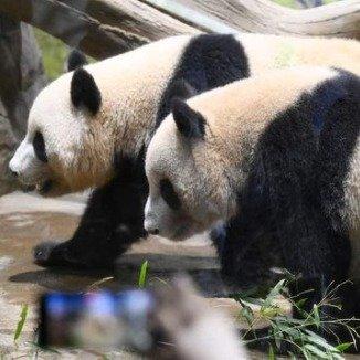 最近有个消息让中日两国的熊猫粉丝都特别关注，那就是住在东京上野动物园的龙凤胎大熊