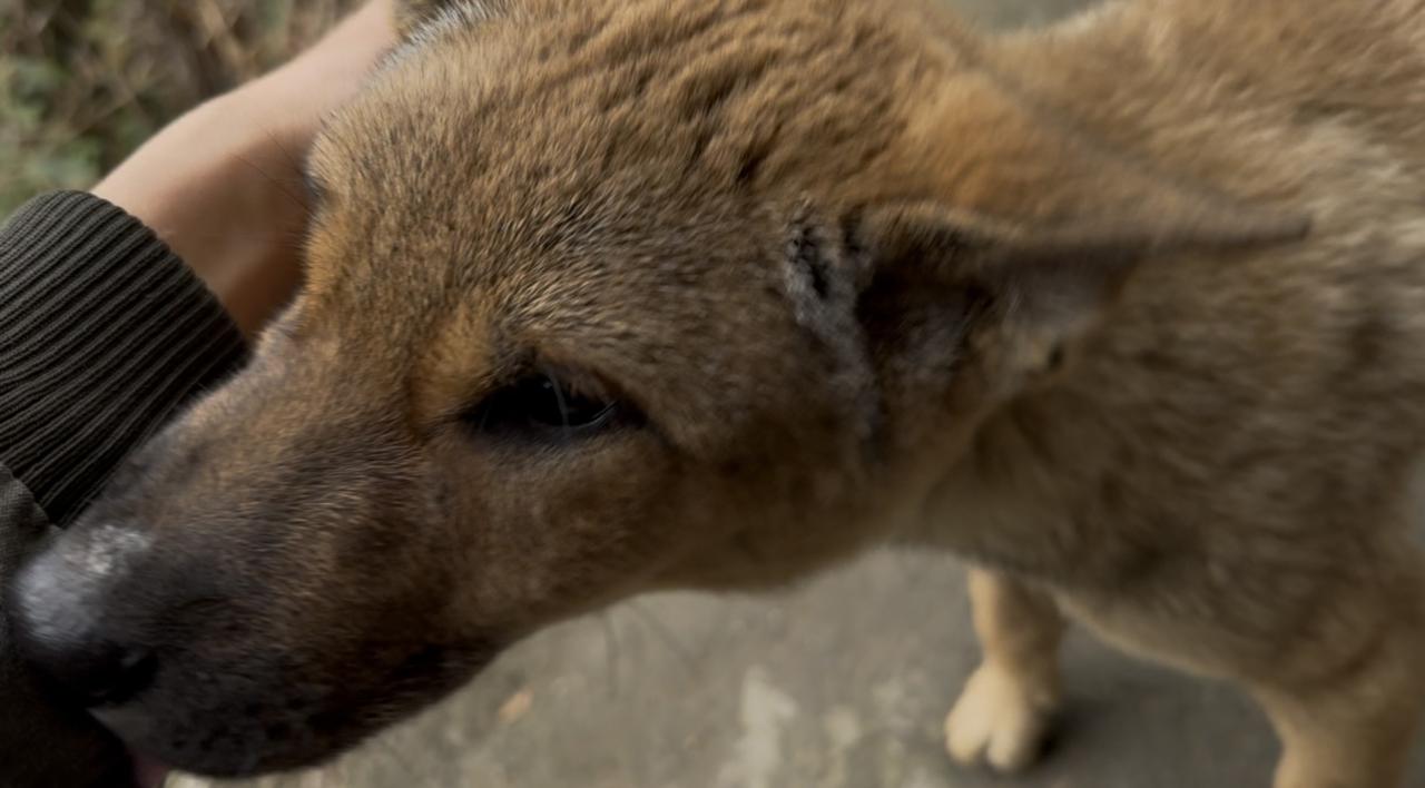 四喜逃回家了，大黄和小六见到四喜的那一刻，兴奋不已，特别是大黄，不停的舔着四喜，