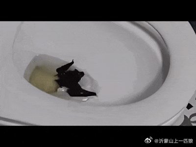 【一旦被咬伤就是Ⅲ级暴露！家中闯入“不速之客”，千万别徒手抓】         