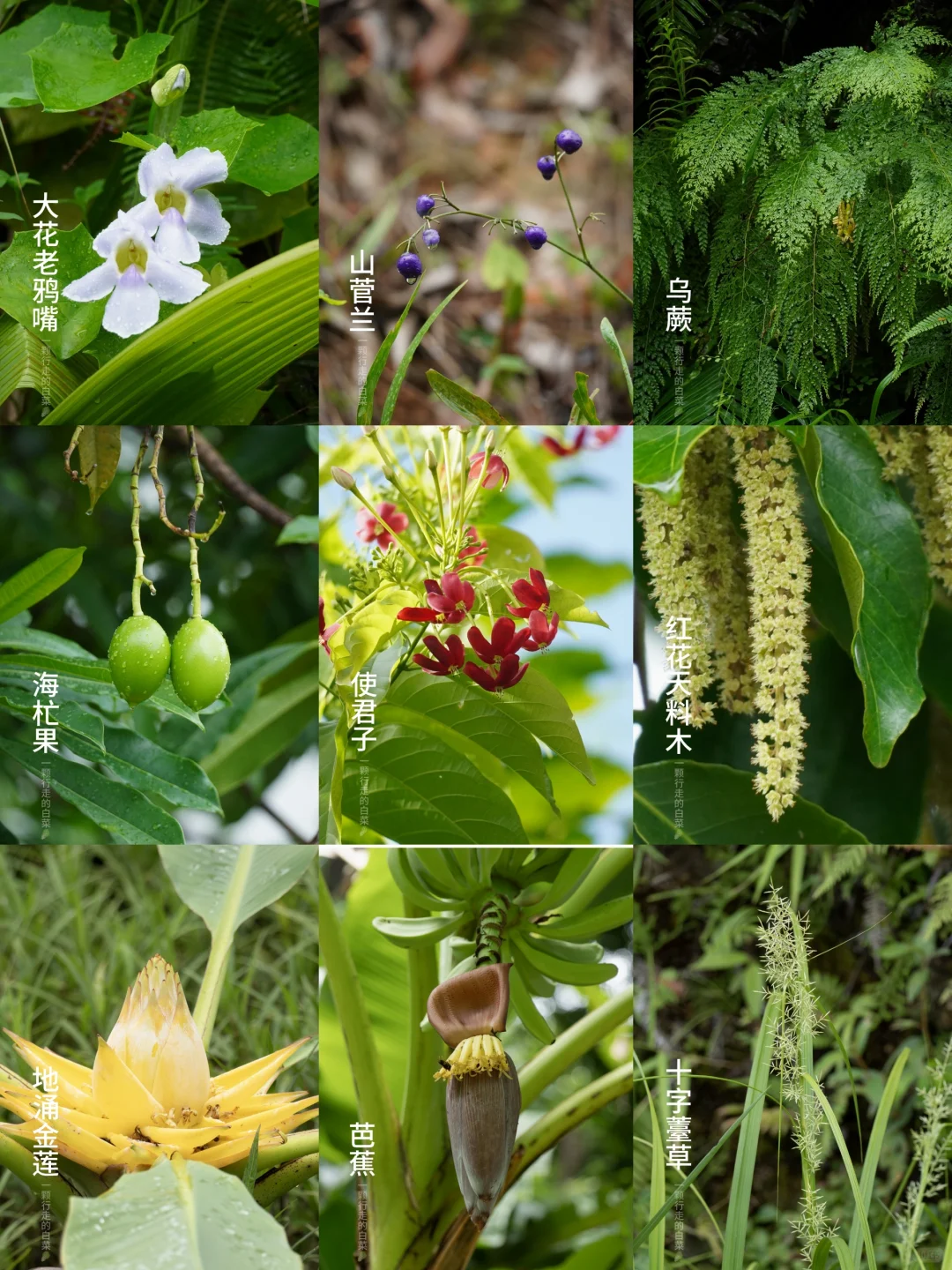 绿意涌动 | 我爱这草木人间