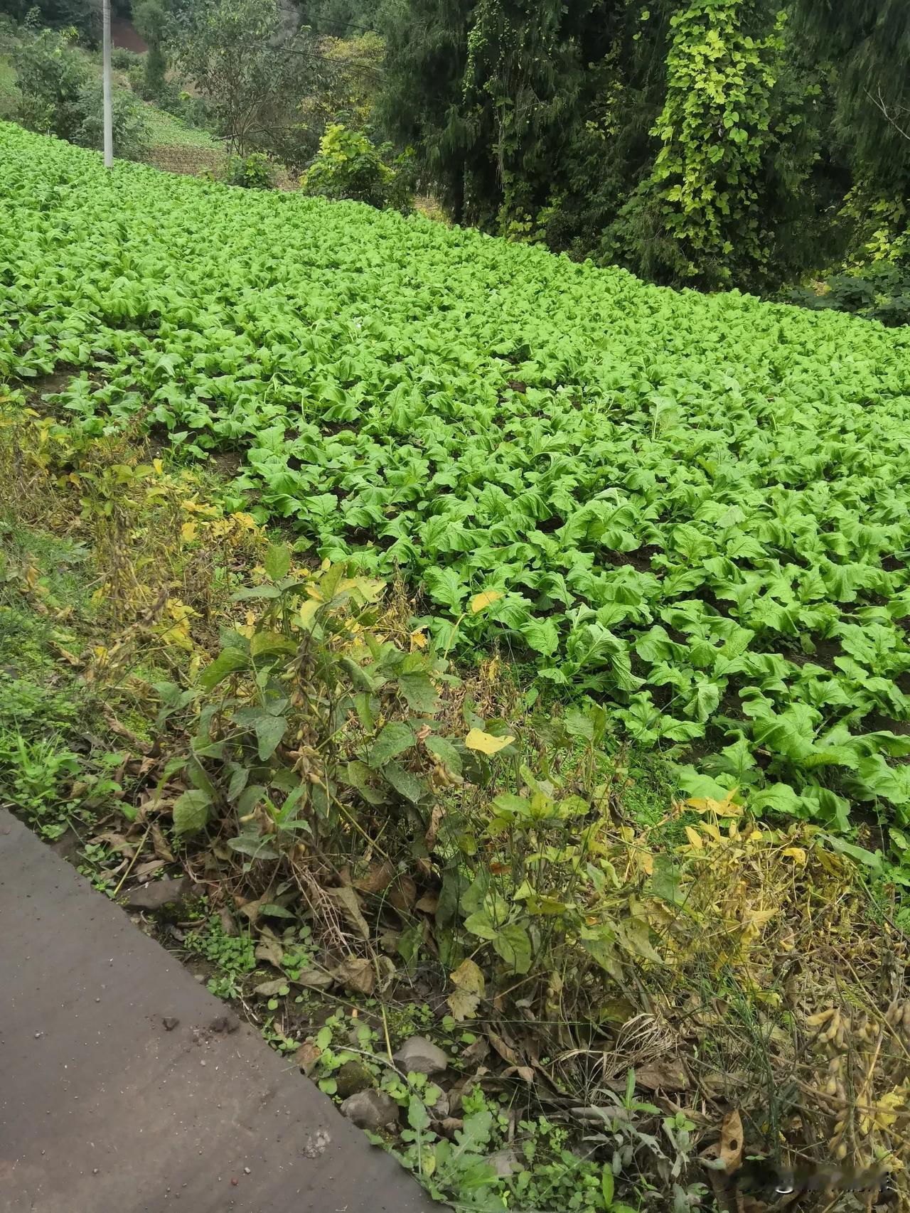 冬天来了，冬天已经来临了，在中江县冯店区的农村，有很多的邻居都在田里面忙碌着，今
