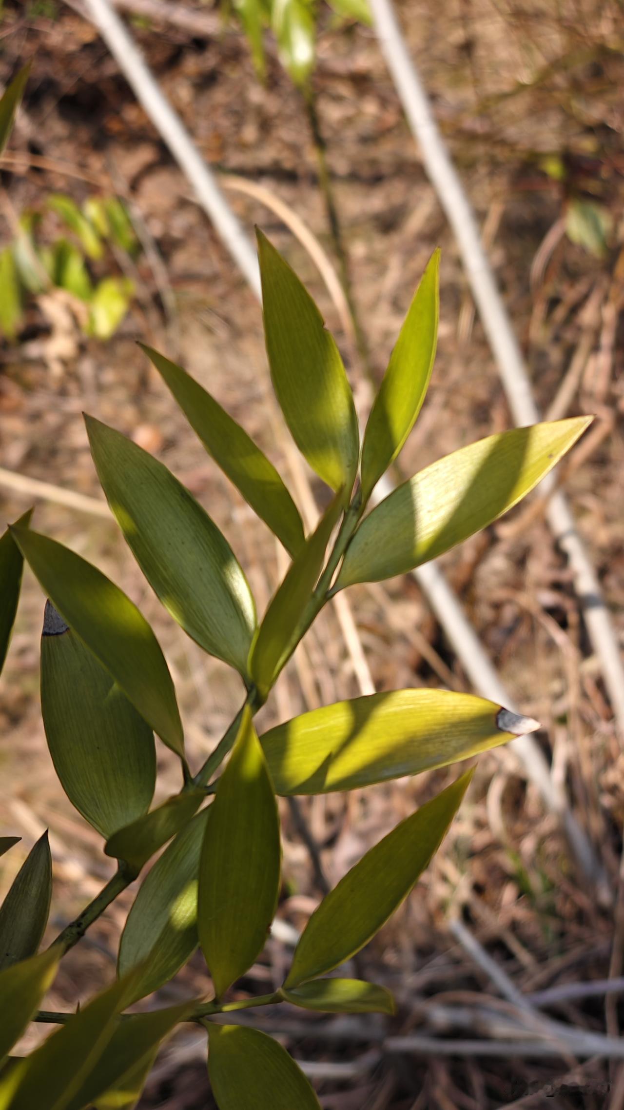 绿叶永远能滋润心灵[比心]