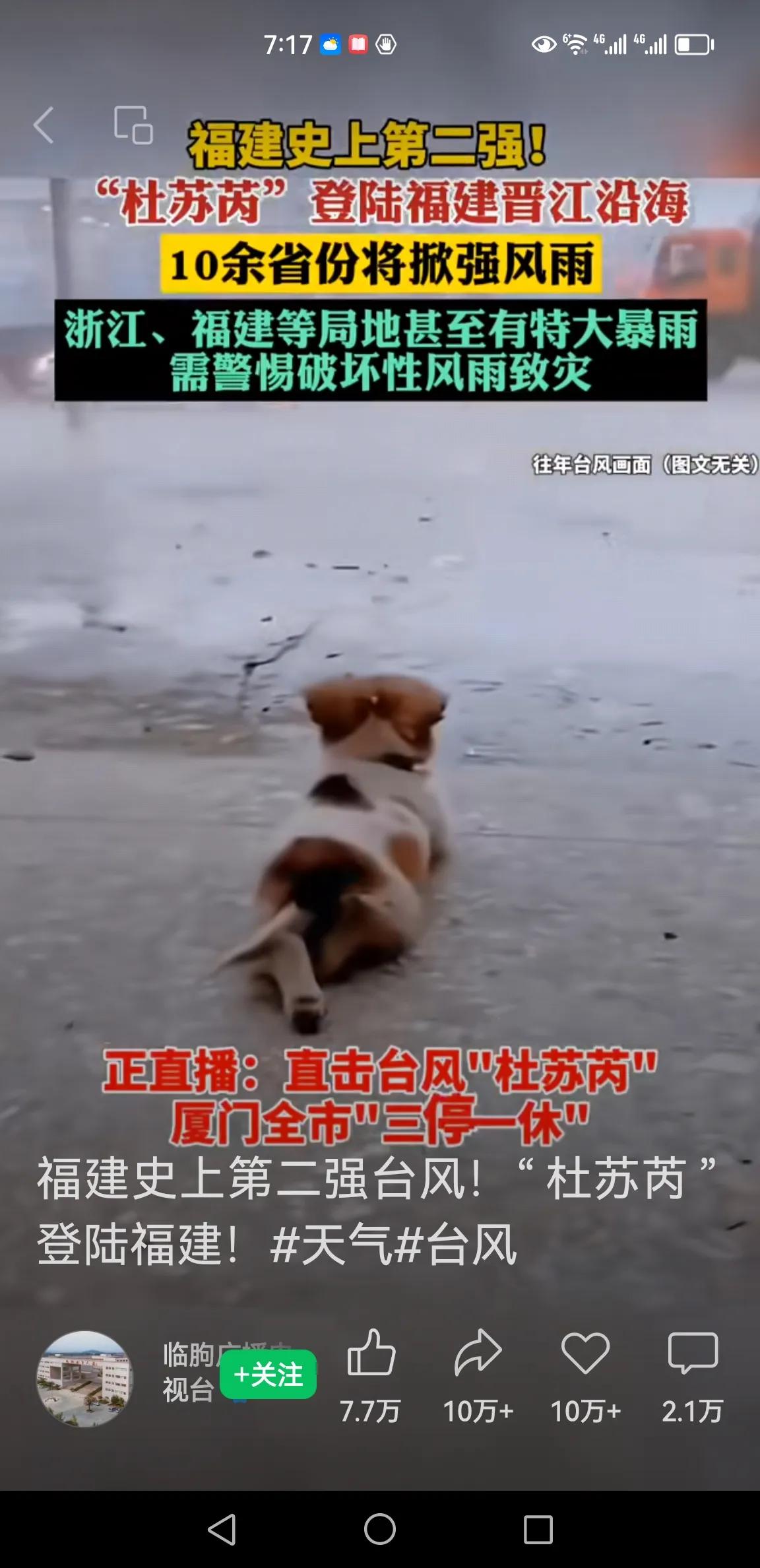 台风中的狗狗如此淡定[捂脸][大笑][呲牙]