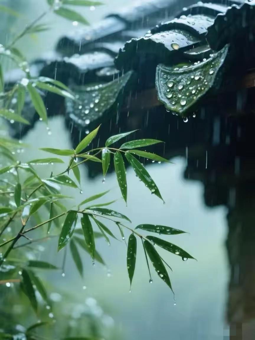雨中的竹叶，清新自然，静谧美好。