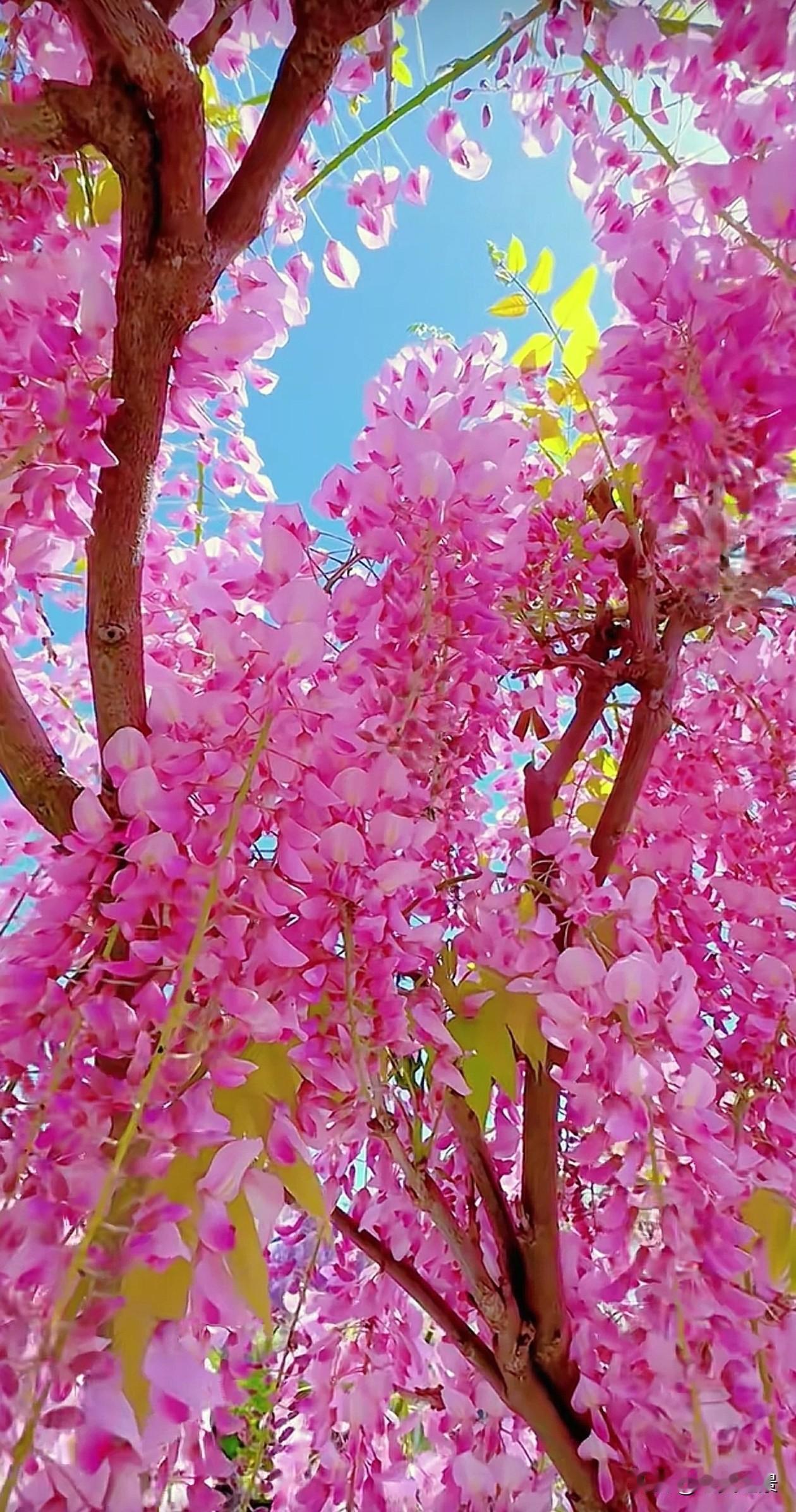 藤蔓蜿蜒，不是软弱，而是向上生长的韧性。就像人生，那些看似迂回的路，其实都在悄悄