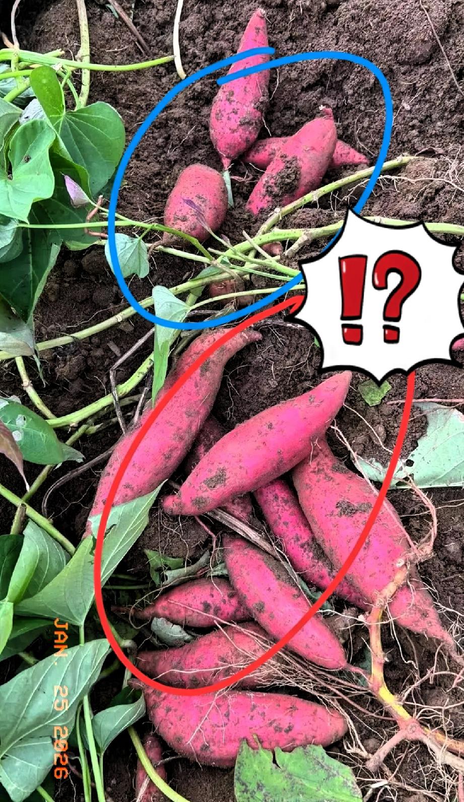 还有什么可以安全？太吓人了！
近日，央视1月24日曝光的事，看完后背直冒冷汗！湖