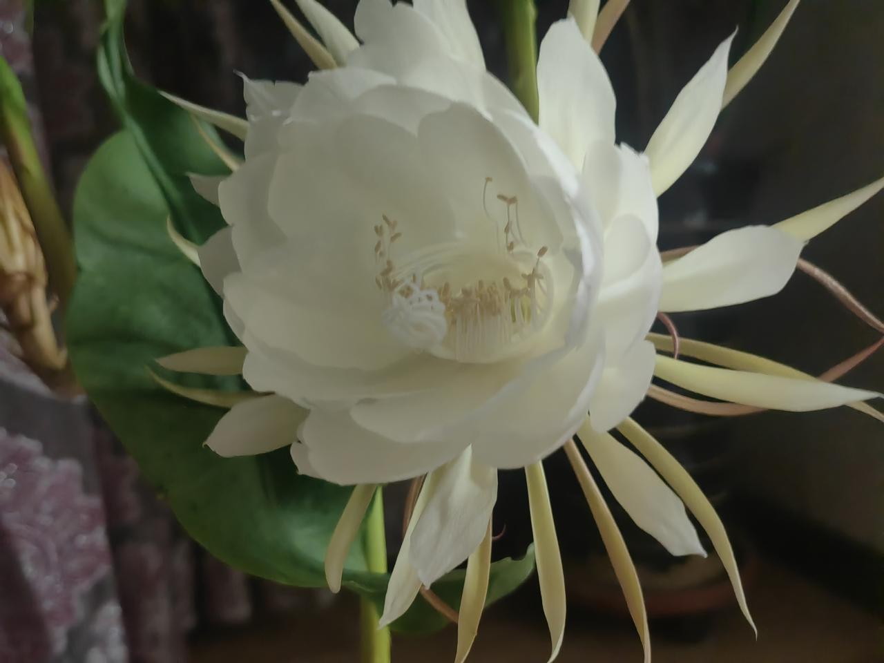 8月5日，我刚从外地出差回到西宁的家中，便惊喜地发现卧室里的昙花开了。一共3朵，