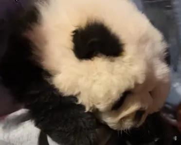 太心疼！为赚钱把狗染成熊猫，简直是虐待动物！
 
为了赚点快钱，不惜伤害小动物，