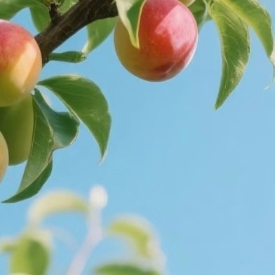 0000李子种植方法1. 选地整地：选择土层深厚、排水良好、光照充足的地块，土壤